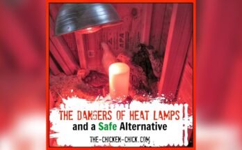 Are Infrared Heat Lamps Safe for Home Use