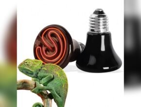 Are Infrared Heat Lamps Safe for Pets