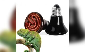 Are Infrared Heat Lamps Safe for Pets